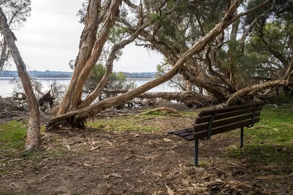 Woodland Area, Perth, Avustralya 'da asılı ağaçların altındaki Joondalup Gölü yakınındaki boş bank, 27 Nisan 2020