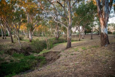 Okaliptüs Ağaçları ile Huzur Ormanı Sahnesi Doğal Park Manzarası 'nda Kuru Bungil Deresi, Roma, Avustralya, 28 Kasım 2020