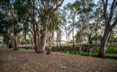 Günışığı Ağaçları ve Küçük Bir Deresi olan Huzurlu Orman Sahnesi, Roma, Avustralya, 28 Kasım 2020