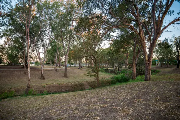 Okaliptüs Ağaç ve Dar Su Yolu, Bungil Deresi, Roma, Avustralya, 28 Kasım 2020