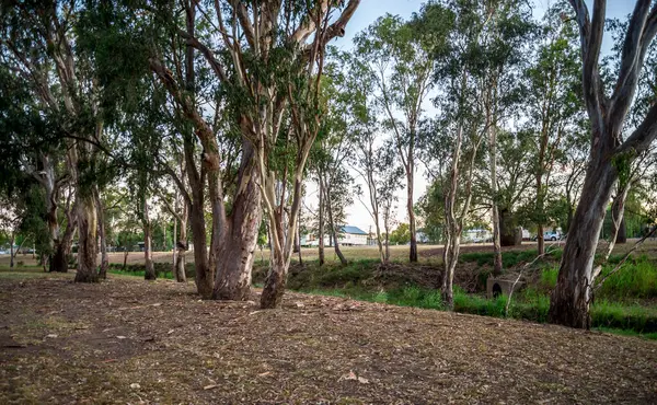 Günışığı Ağaçları ve Küçük Bir Deresi olan Huzurlu Orman Sahnesi, Roma, Avustralya, 28 Kasım 2020