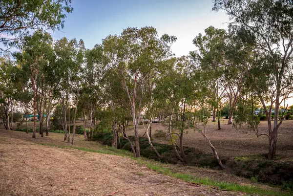 Günbatımı, Roma, Avustralya 'da 28 Kasım 2020' de Ağaçlar ve Geniş Çimenli Açık Arazi