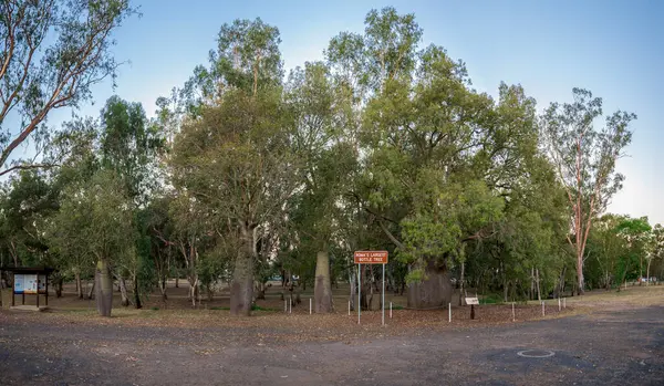 Lush Scenic Park Peyzajı 'ndaki En Büyük Roman Şişesi Turistik Alanı Geniş Görüş Alanı, Romanlar, Avustralya, 28 Kasım 2020