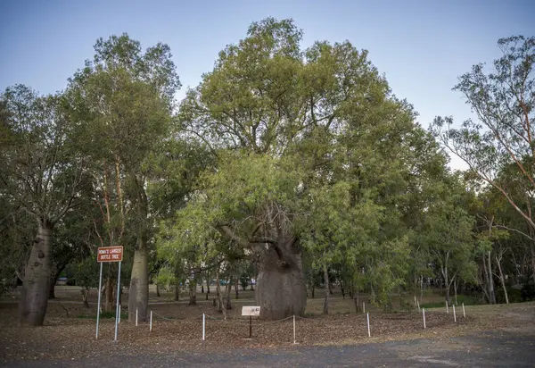 Roma 'nın En Büyük Şişe Ağacı Turist Çekim Alanı 28 Kasım 2020