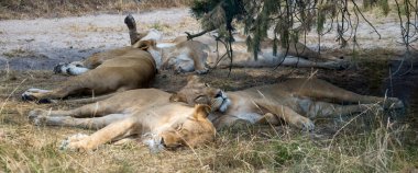 Bir grup aslan, otlaklardaki gölgeli bir bölgede huzur içinde dinleniyor. Görkemli hayvanlar sakin ve rahat davranışlar sergilerler. Doğal ortamlarında huzurlu bir an yaşarlar.