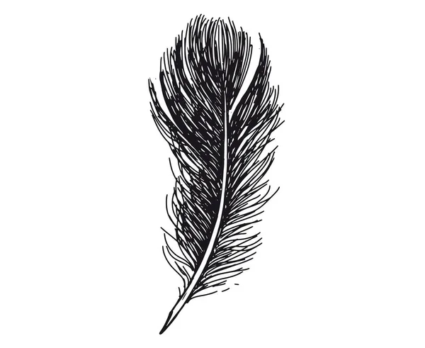 Pluma Dibujada Mano Sobre Fondo Blanco — Vector de stock