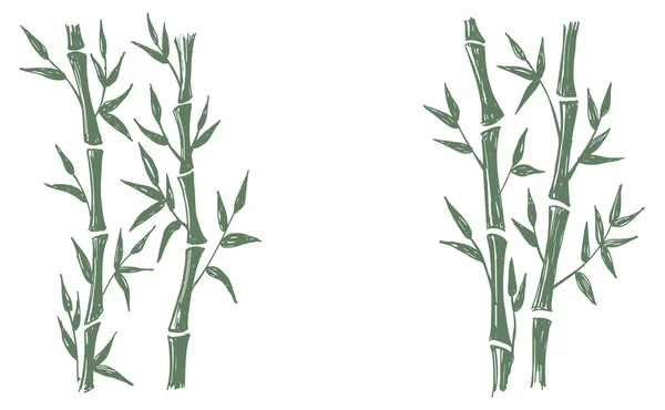 Bamboe Boom Handgetekende Stijl Vector Illustraties — Stockvector