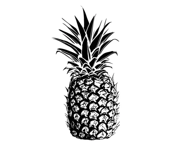 Pineapple Hand Drawn Illustrations Vector — Stock Vector