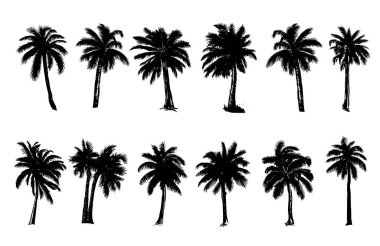 Palm, Hello Summer, el çizimi çizimleri, vektör.