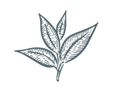 Yeşil çay yaprakları. El çizimi, vektör.