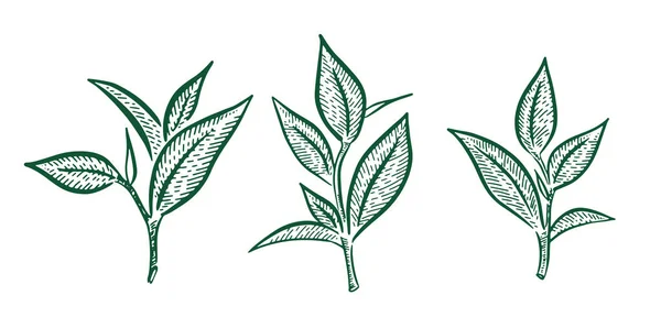 Folhas Chá Verde Desenho Mão Vector —  Vetores de Stock