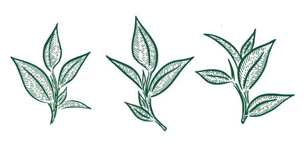 Yeşil Çay Yaprakları Çizimi Vektör — Stok Vektör
