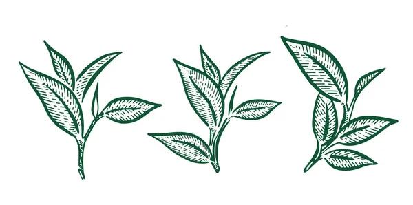 Hojas Verde Dibujado Mano Vector — Archivo Imágenes Vectoriales