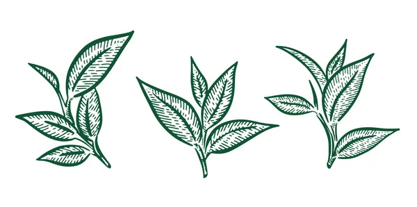 Hojas Verde Dibujado Mano Vector — Archivo Imágenes Vectoriales