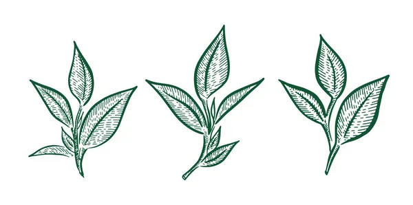 Yeşil Çay Yaprakları Çizimi Vektör — Stok Vektör