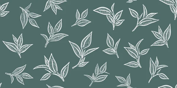 緑茶の葉 手描きベクトル — ストックベクタ