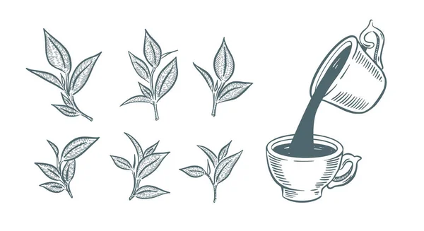 Зеленые Чайные Листья Ручная Работа Вектор — стоковый вектор