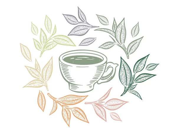 Кубок Зеленого Чая Рисунок Вручную Изолированный Белом — стоковый вектор