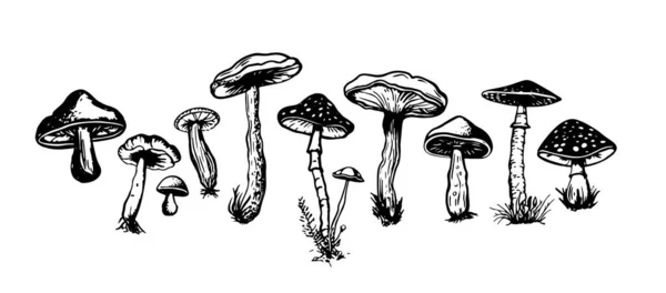 Cogumelos Conjunto Desenhado Mão Ilustrações Vetor — Vetor de Stock