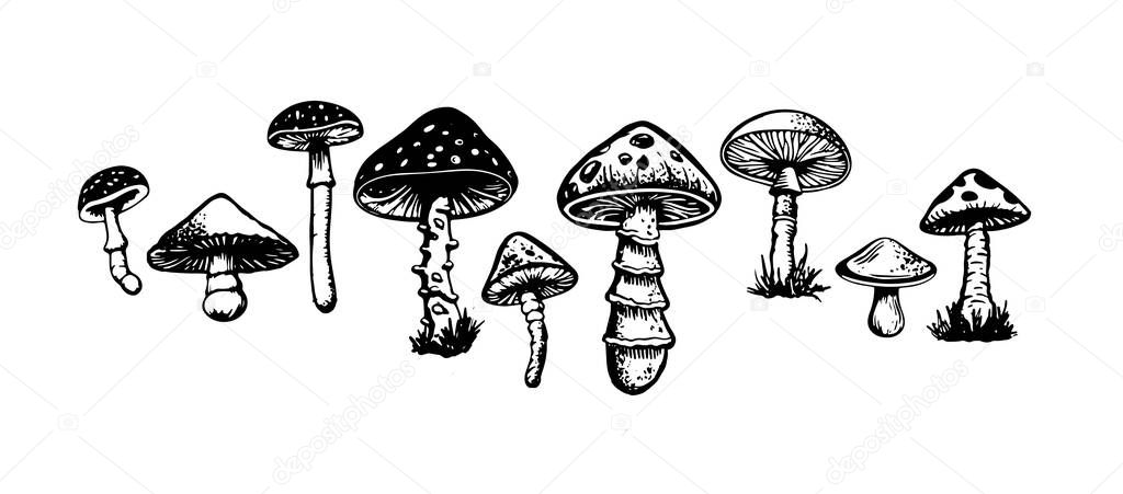 Mushrooms set hand drawn illustrations, vector.