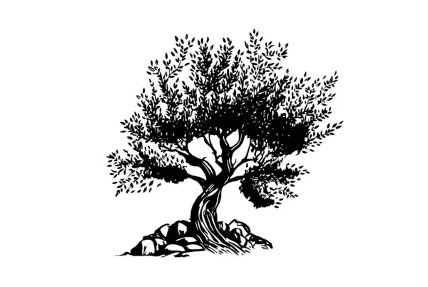Ручные Иллюстрации Оливкового Дерева Эскиз Вектор — стоковый вектор