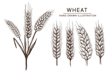 Buğday ekmeği kulakları elle çizilmiş vektör çizimi.