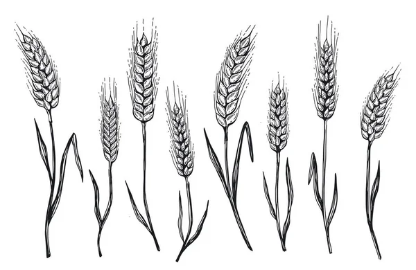 Buğday Ekmeği Kulakları Elle Çizilmiş Vektör Çizimi — Stok Vektör