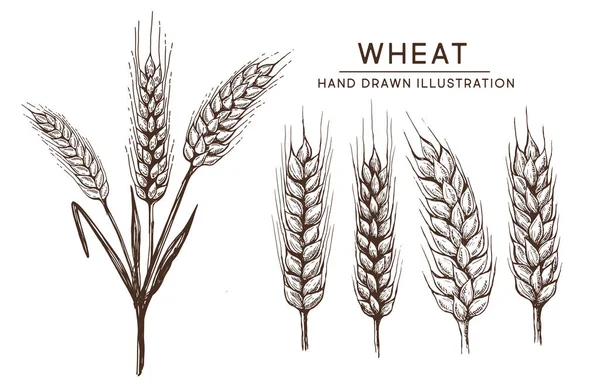 Пшеничный Хлеб Уши Ручной Работы Векторной Иллюстрации — стоковый вектор