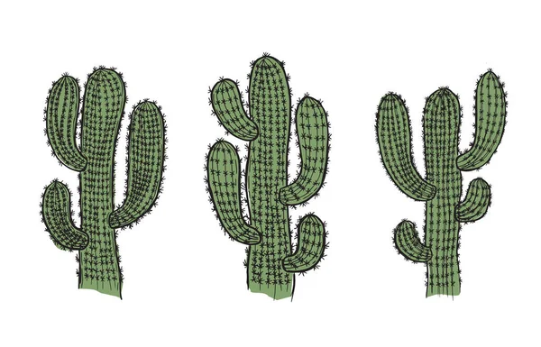 Kaktusz Készlet Kézzel Rajzolt Illusztrációk Vektor — Stock Vector