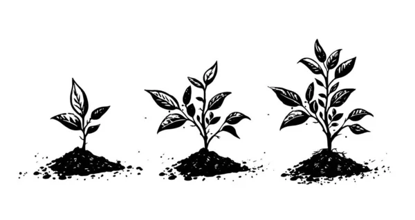 Crescimento Gradual Árvores Solo Ilustrações Desenhadas Mão Vetor — Vetor de Stock