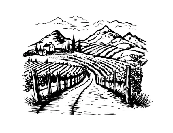 Weinplantagen Von Hand Gezeichnet Vektor — Stockvektor