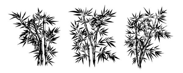 Árbol Bambú Estilo Dibujado Mano Vector — Archivo Imágenes Vectoriales