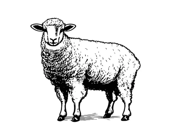 Illustrazioni Disegnate Mano Pecore Vettore — Vettoriale Stock