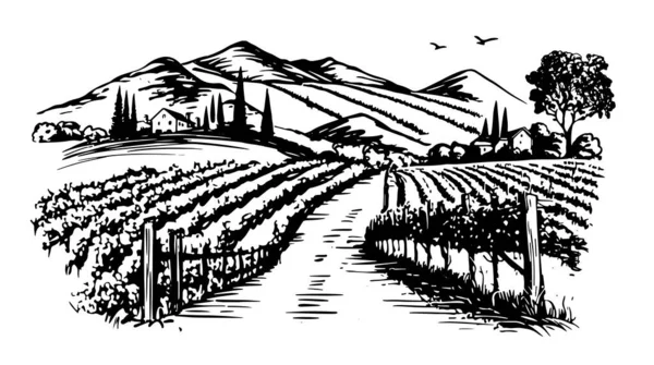 Ręcznie Rysowane Plantacje Wina Wektor — Wektor stockowy