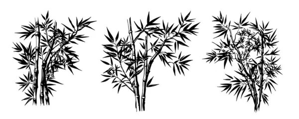 Bambusbaum Von Hand Gezeichnet Vektor — Stockvektor