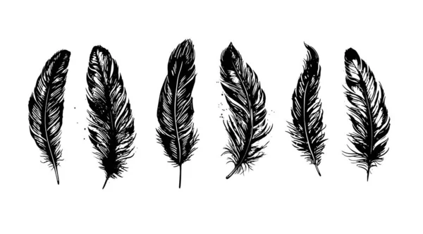 Hand Drawn Feather White Background — Stock Vector