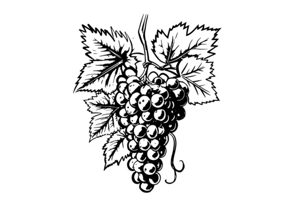 Иллюстрация Виноградного Эскиза Ручной Рисунок Вектор — стоковый вектор