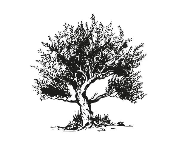 Ελαιόδεντρα Ζωγραφισμένα Στο Χέρι Σκίτσο Διάνυσμα — Διανυσματικό Αρχείο