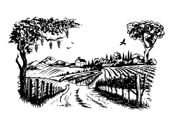 Vinařské Plantáže Ručně Kreslené Vektor — Stockový vektor