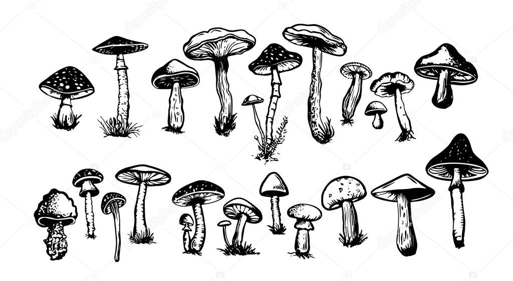 Mushrooms set hand drawn illustrations, vector.
