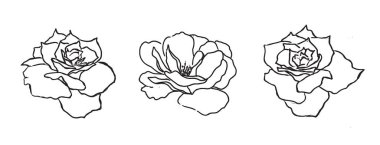 Gül çiçeği, el çizimi resim