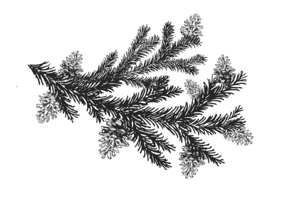 圣诞树和带有圆锥形手绘插图的松树 — 图库矢量图片