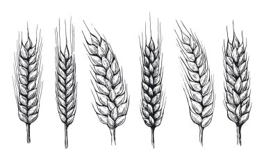 Buğday ekmeği kulakları elle çizilmiş vektör çizimi.