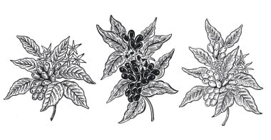 Kahve ağacı eliyle çizilmiş..