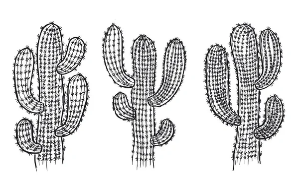 Ilustracja Ręcznie Rysowanego Kaktusa Wektor — Wektor stockowy