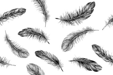 Vektör Siyah ve Beyaz Tüy Deseni