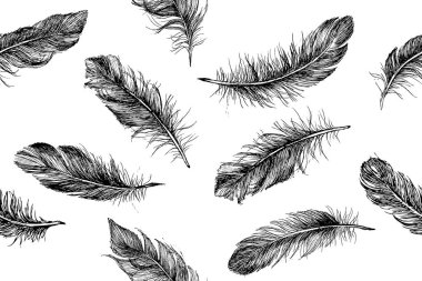 Vektör Siyah ve Beyaz Tüy Deseni