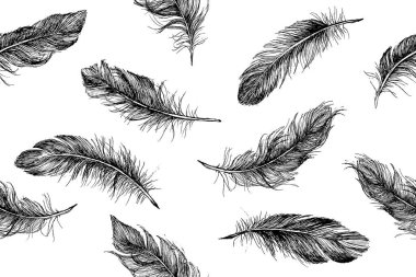 Vektör Siyah ve Beyaz Tüy Deseni