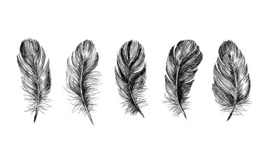 Vektör Siyah ve Beyaz Tüy Deseni