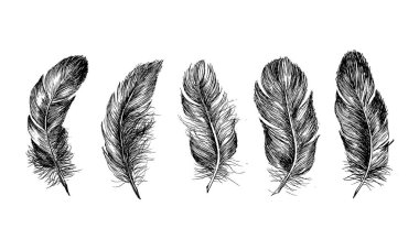 Vektör Siyah ve Beyaz Tüy Deseni